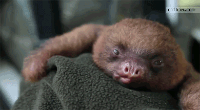 news 072817 sloth yawn